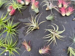 Tillandsias