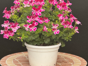 Pelargonio ranoy