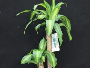 Dracaena - Massangeana P