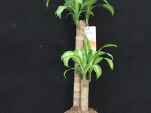 Dracaena - Massangeana M