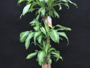 Dracaena - Massangeana G