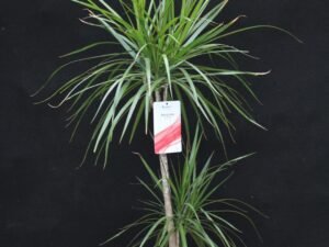 Marginata – Dracaena P