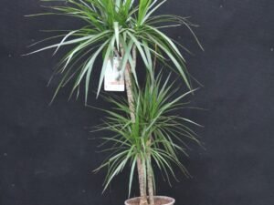 Marginata - Dracaena M