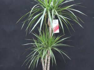 Marginata - Dracaena G