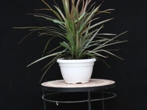 Composicion de dracenas