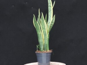 Sansevieria P