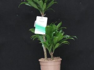 Dracaena compacta