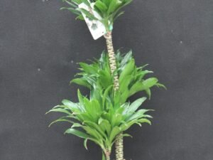 Dracaena G