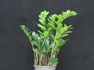 Zamioculcas