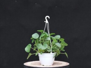 A pilea peperomoides