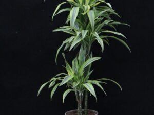 Dracena Dremensis