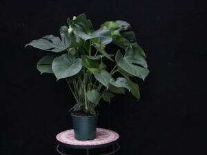 Monstera deliciosa