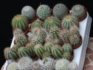 Cactus Surtida
