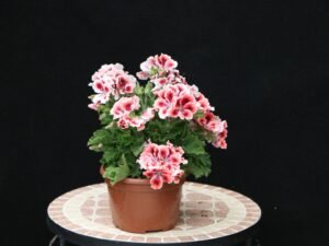 Pelargonio granoiflorum