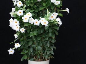 Diplamedia Mandevilla