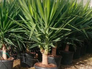 Yucca
